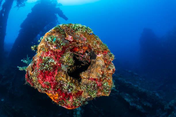 istock Tropical fish and coral on an old, second world war shipwreck 2191234706
