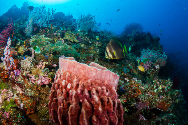 istock Longfin Batfish (Platax teira) on a coral reef in Bali, Indonesia 2191234957
