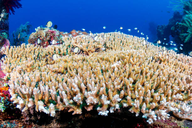 istock Damselfish (Dascyllus sp.) hiding amongst hard coral on a tropical reef 2191235197