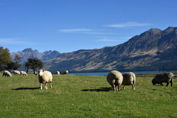 istock New Zealand Farm 2191236223