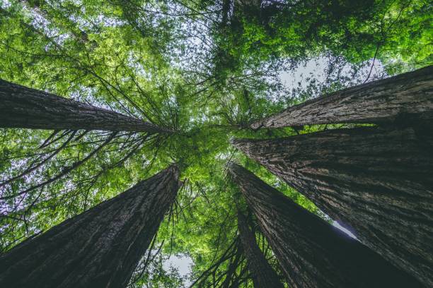 istock Majestic Redwood Trees in a Forest 2191236504