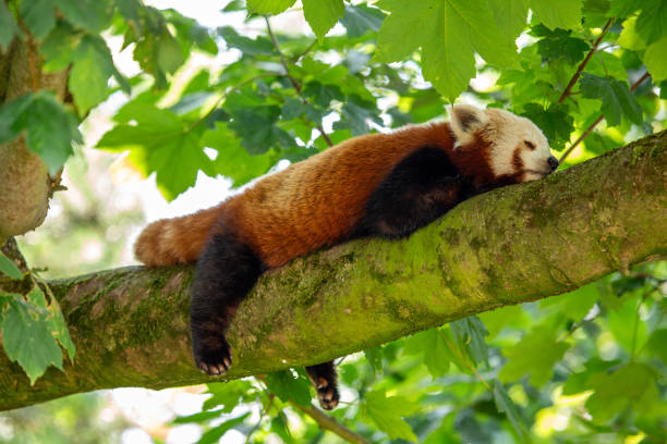 istock Red Panda (Ailurus fulgens) - Native to Himalayan Forests and Mountain Ranges in Asia 2191237561