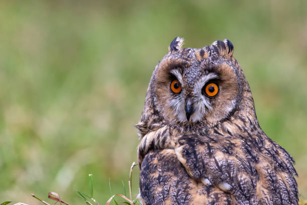 istock Long-eared Owl (Asio otus) - Found in Forests and Grasslands Across Europe, Asia, and North America 2191237607
