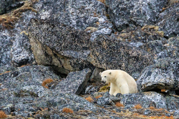 istock Polar Bear Cub in Svalbard 2191239328