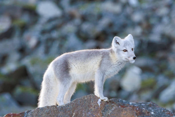 Arctic fox standing on a cliff with a feather in its mouth