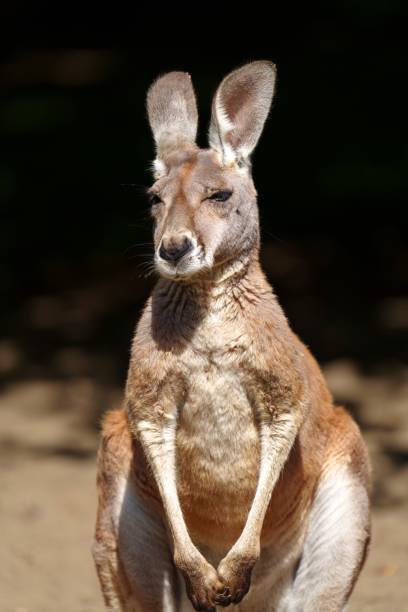 istock A Kangaroo Standing on Its Hind Legs Looking at the Camera Isolated on a Black Background 2191239888