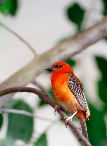 istock Small red bird perched on a branch with blurred foliage in the background 2191239938