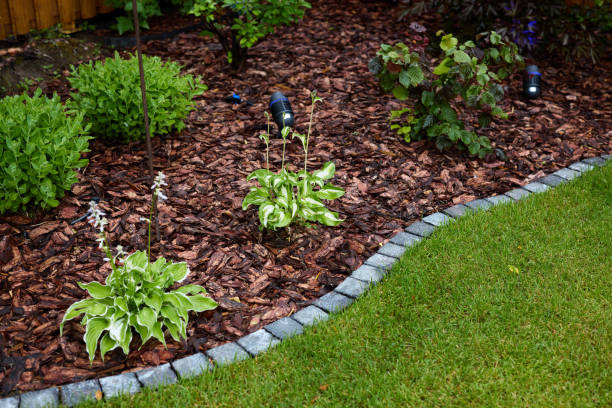 istock A Beautiful Lush Garden Landscape Featuring Vibrant Hostas Surrounded by Elegant Mulch 2191241590