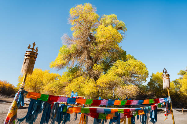 Subonoer Sacred Tree in Ejina Banner, Inner Mongolia, China