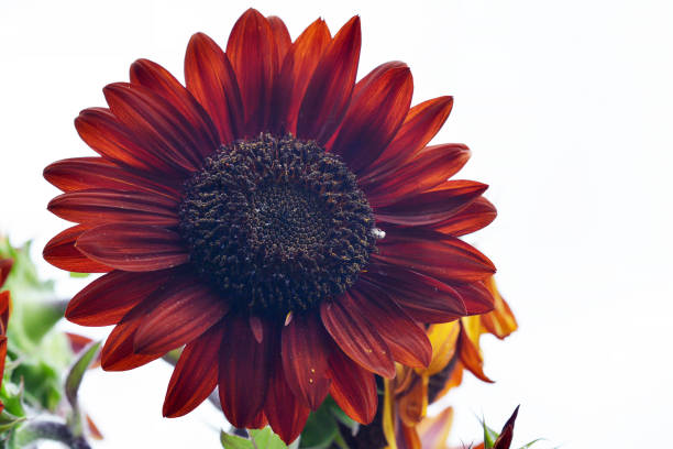 Helianthus annuus sunflower plant in bloom