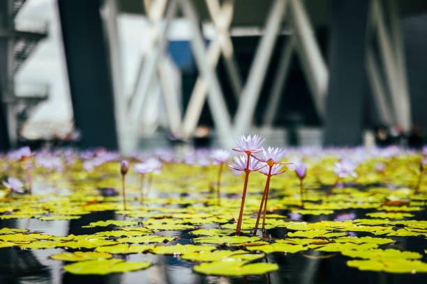Lotus flowers are in botanical garden.Singapore city.