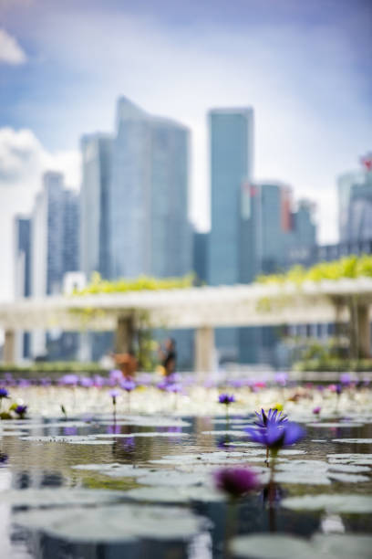 istock Singapore cityscape with water lilies. 2191247372