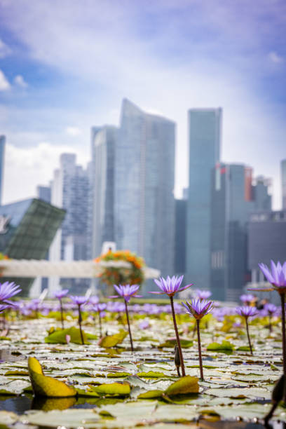 istock Singapore cityscape with water lilies. 2191247375