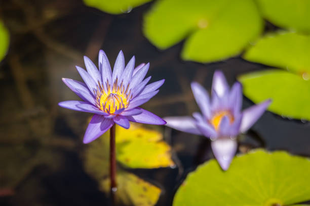 Lotus flowers are in botanical garden.Singapore city.