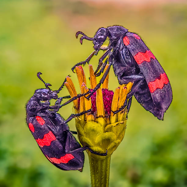 A close-up photo of a couple Blister beetles perched on a flower bud in a macro shot