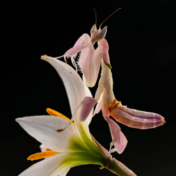 A close-up photo of an orchid mantis perched on a flower in a macro shot.