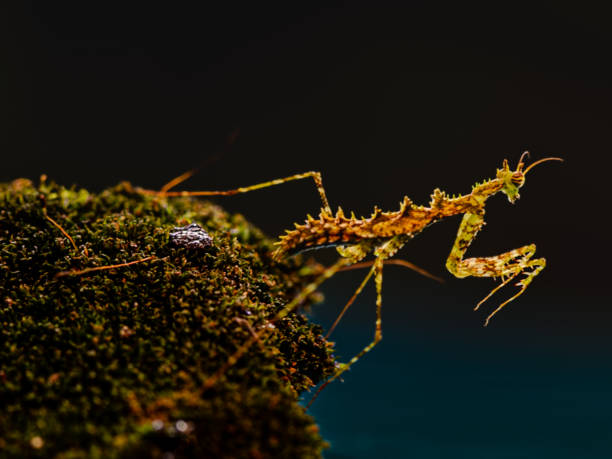 A moss mantis is perched on a rock in a macro shot