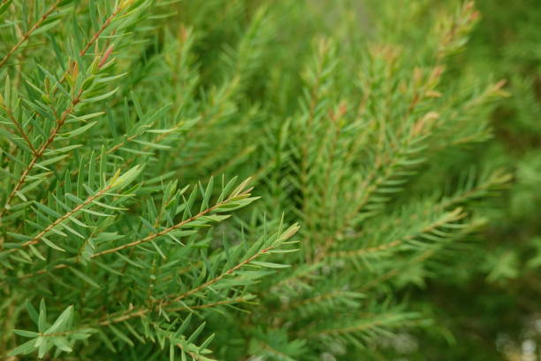 istock Melaleuca bracteata macro leaves small world 2191252920