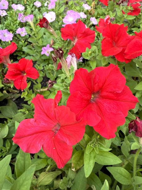istock Vibrant Red Petunias in Bloom 2191254505