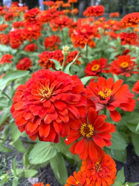 istock Vibrant Red Zinnia Flower Garden 2191254521