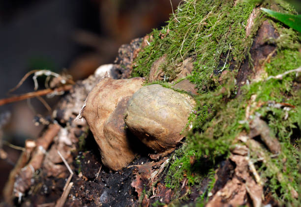 istock Polyporaceae mushroom that looks just like a tree knot growing on a hard, moss-covered fallen tree (Nature closeup macro photograph) 2191258017