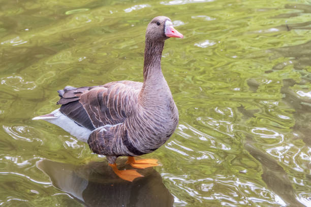 istock Greater White-fronted Goose (Anser albifrons) standing on the green shore of the pond. 2191258736