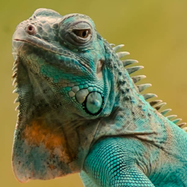 istock An iguana is posing for a macro photography project 2191259267