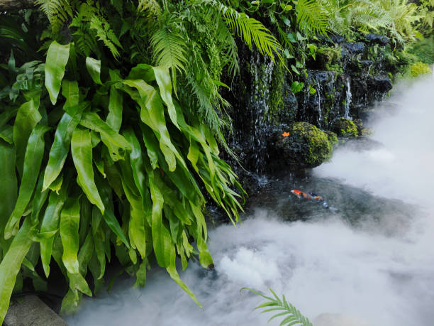 istock Fern green leaf on tree with artificial fog or mist in outdoor park 2191260389