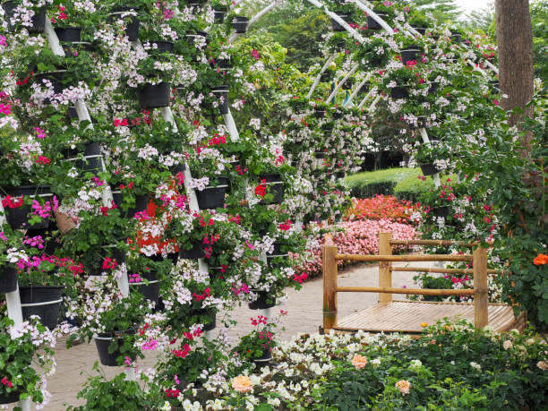 istock Botanical garden with beautiful roses in full bloom 2191260431