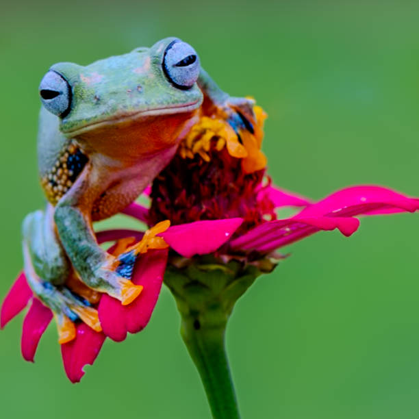 Close-Up Of Frog On Plants