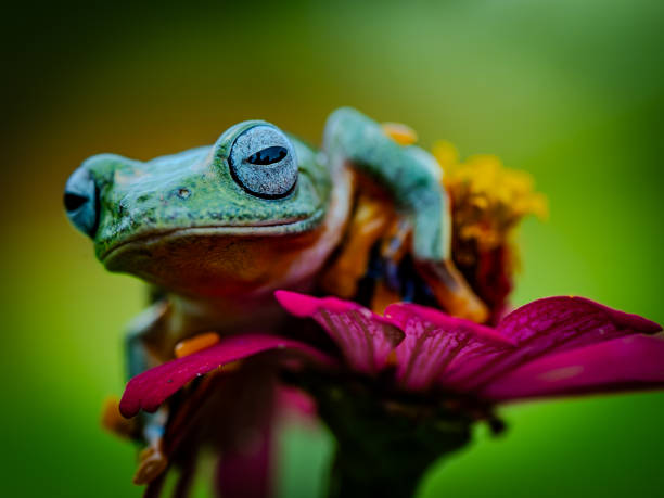 istock A green tree frog is perched on a flower 2191261557