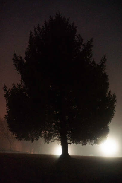 Foggy night with headlights shining behind tree, Indiana