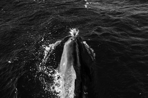 istock Graceful Voyager - A Dolphin in the Atlantic 2191262504