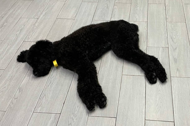 istock Black standard poodle lying on the floor 2191263372