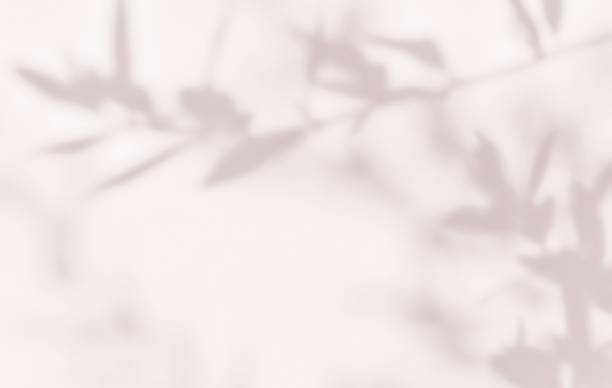 istock Pink brown shadow of olive tree plant on the wall. 2191264268