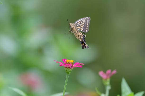 Macro side profile of a Papilio aegeus, commonly known as the orchard swallowtail or large citrus butterfly, is a member of the Papilionidae family. This butterfly species is native to eastern Australia and Papua New Guinea.