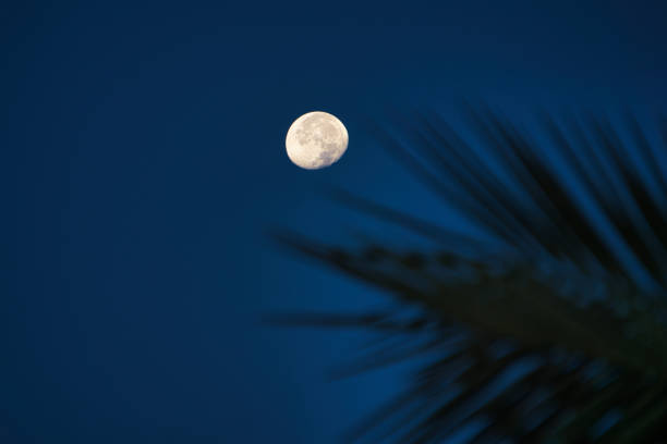 istock Full moon seen through a palm branch. Egypt 2024 2191269777
