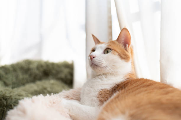 istock A cute cat looking at something by the window 2191269897