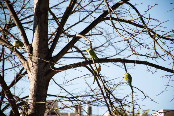 green parakeets in dry tree in european winter on sunny day