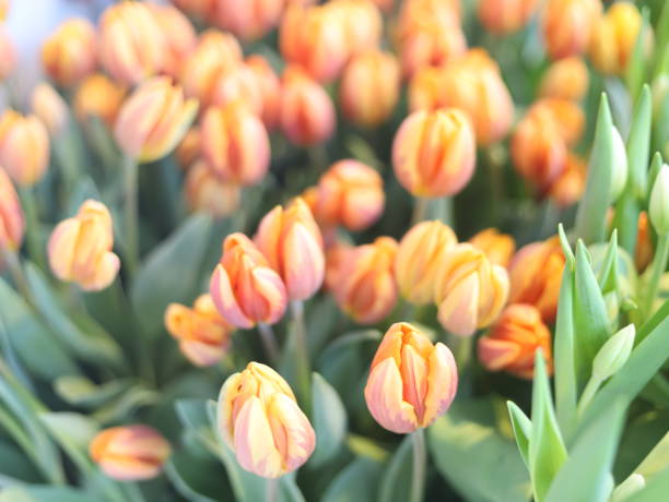 istock Tulip flowers plant green leaf 2191274450