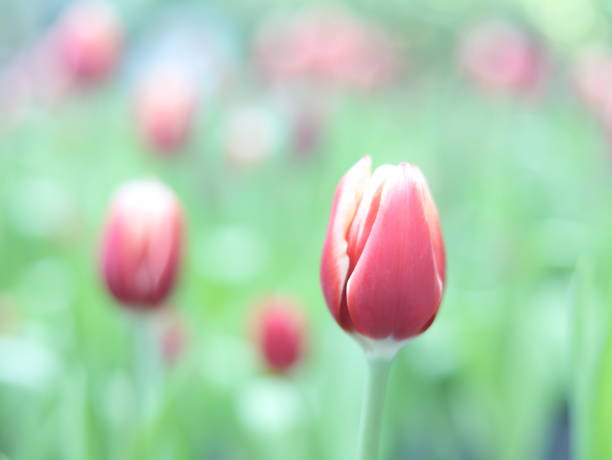 istock Tulip flowers plant green leaf 2191274509