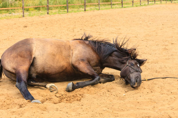 istock Majestic graceful brown horse lying in meadow. 2191275135