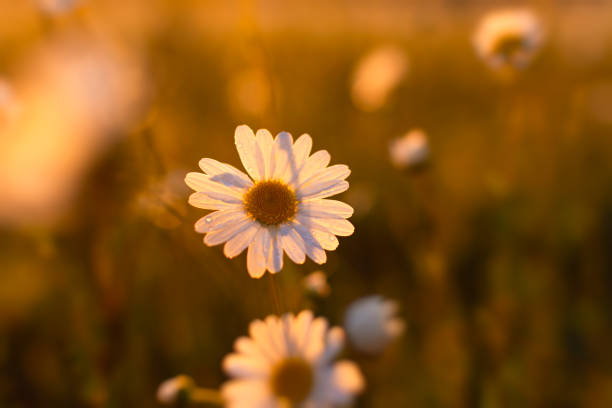 Bright rays of the sun illuminate the field with daisies. Evening warm sunset light. Landscape of a spring field with flowers. Beautiful golden sunny background. Conceptual atmospheric summer mood