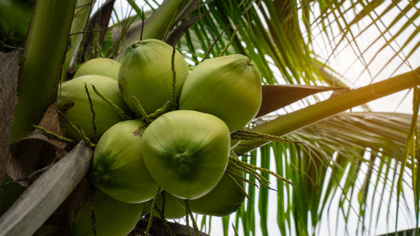 istock Coconut Tree at Coconut Farm. Coconut juice fruit coconut tree for background. 2191279203