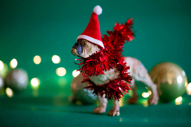 istock Christmas decorated toy dog 2191279276
