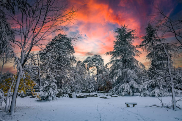 istock beautiful forest landscape under snow at sunset 2191279788