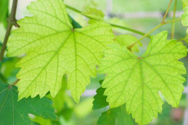 istock close up of green grape leaves 2191280141