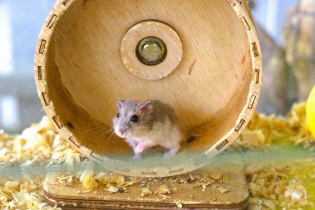 istock Cute hamster is playing on a wooden spinning wheel 2191280220