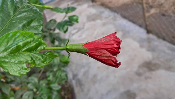 istock Light Red Hibiscus Flower Bloom on Nature Background 2191280261