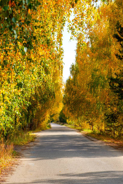 Beautiful road lined with trees leading into the forest. Sun shining through the branches. Long way through beautiful forests. Travel concept